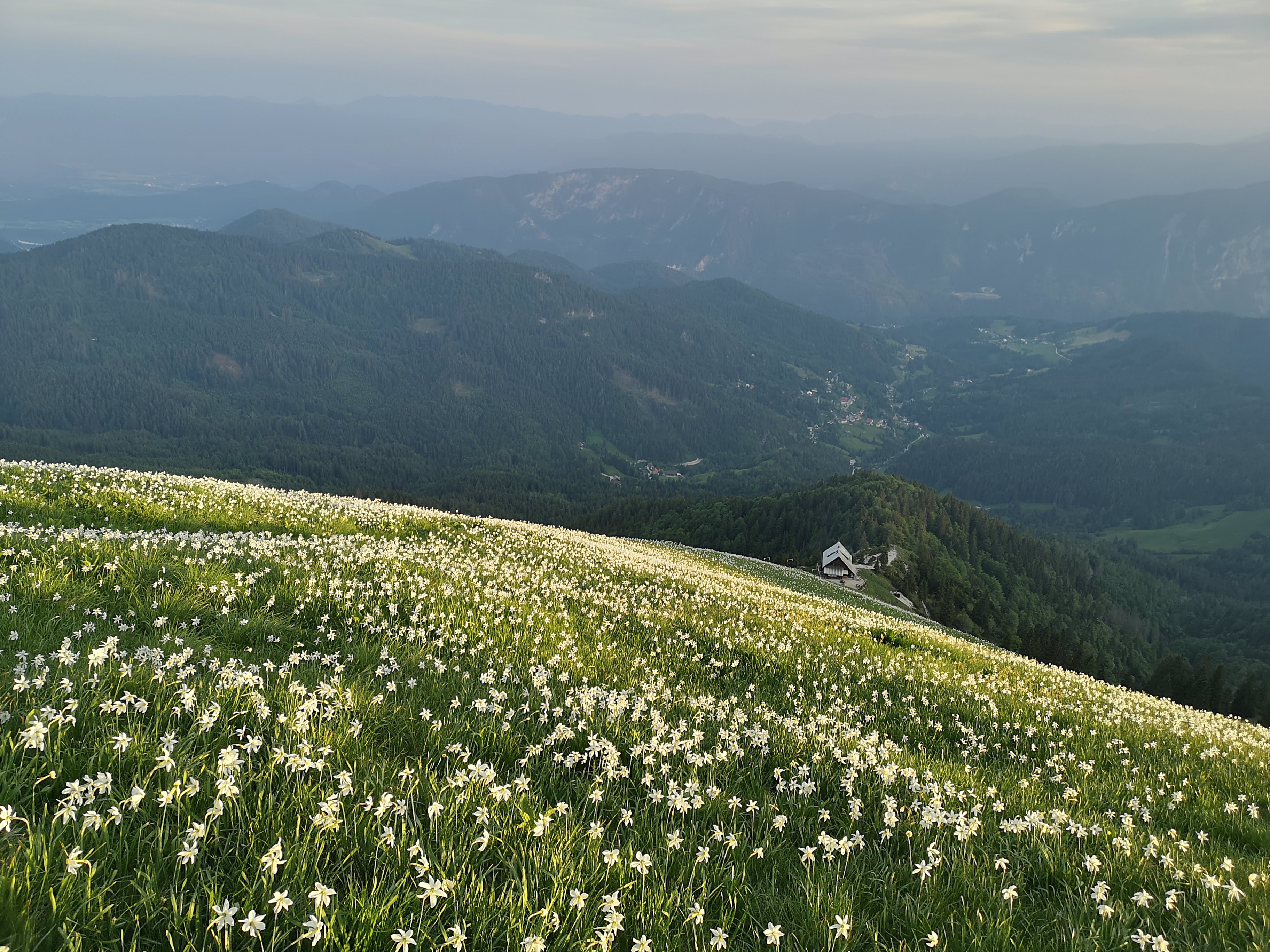 Čaroben pohod na Golico v času cvetenja narcis
